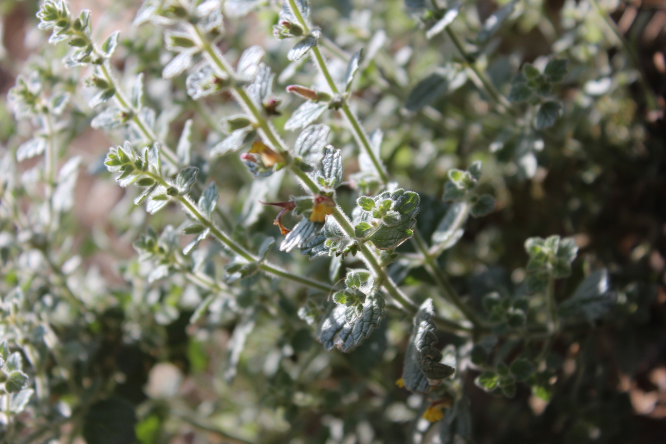 Plant Image